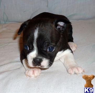 Boston Terrier Puppy for Sale: Kendra - Adorable Black Brindle Boston